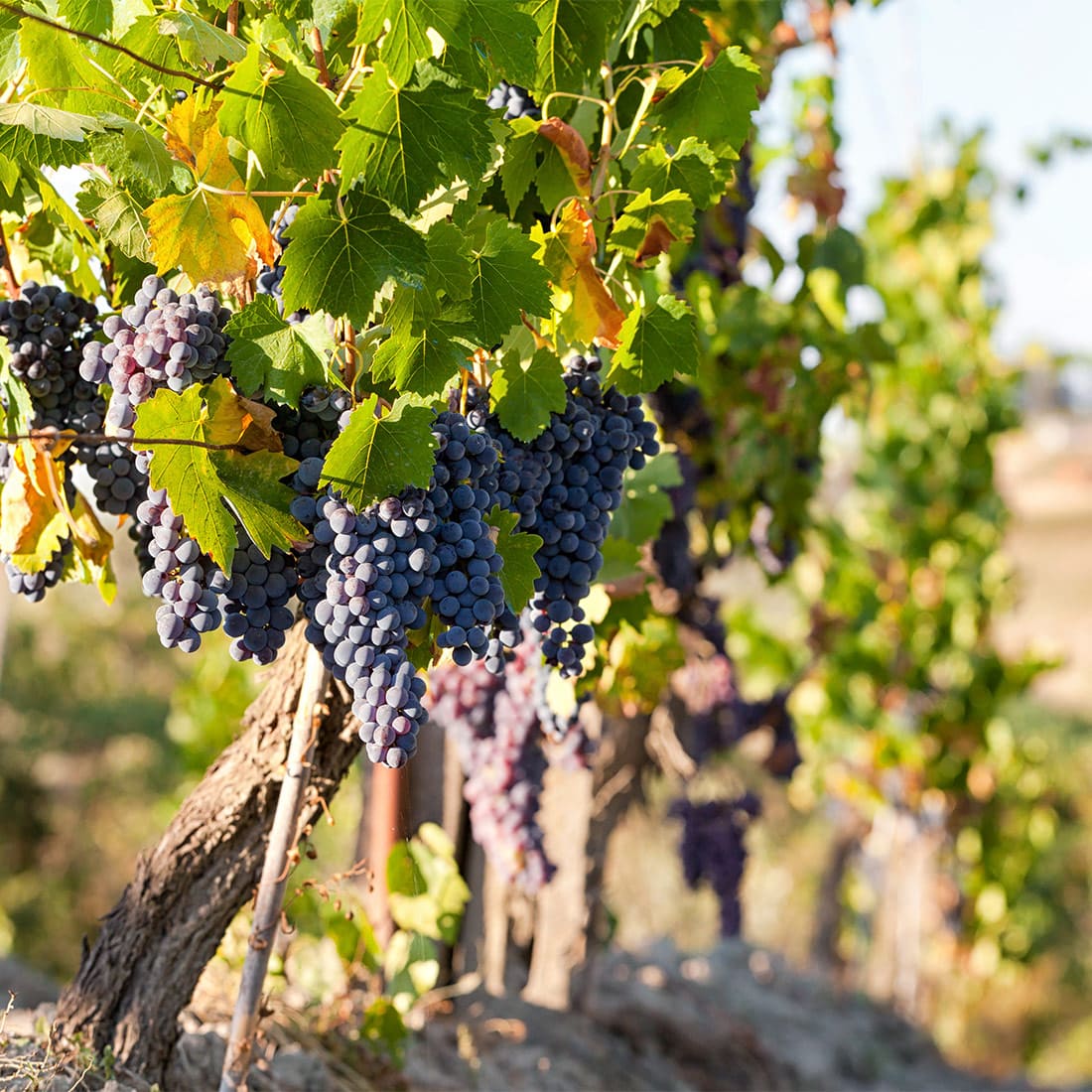 Naples Walking Tour, Winery Lunch & Sorrento – Private Full-Day Experience